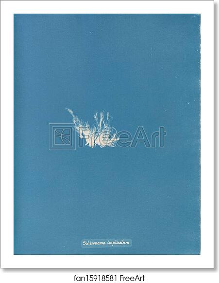 Free art print of Schizonema implicatum by Anna Atkins