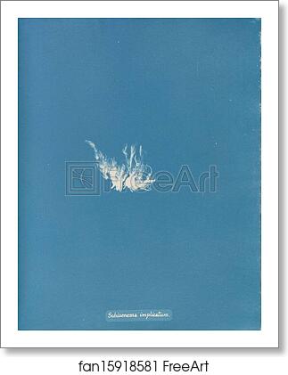 Free art print of Schizonema implicatum by Anna Atkins Free art print of Schizonema implicatum by Anna Atkins