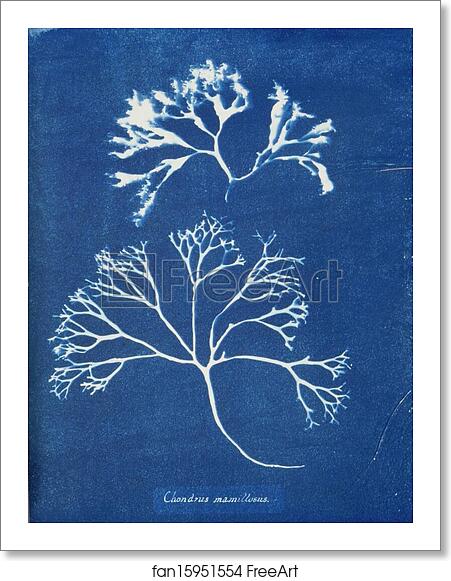 Free art print of Chondrus mamillosus by Anna Atkins