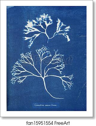 Free art print of Chondrus mamillosus by Anna Atkins Free art print of Chondrus mamillosus by Anna Atkins