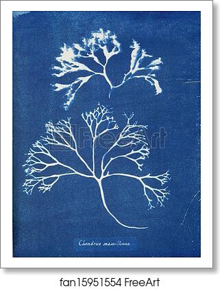 Free art print of Chondrus mamillosus by Anna Atkins Free art print of Chondrus mamillosus by Anna Atkins