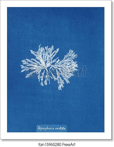 Free art print of Polysiphonia cristata by Anna Atkins Free art print of Polysiphonia cristata by Anna Atkins