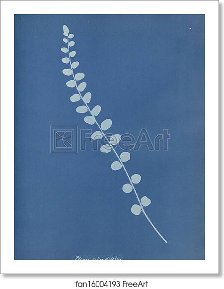 Free art print of Pteris rotundifolia by Anna Atkins