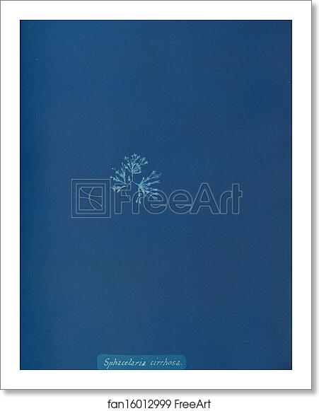 Free art print of Sphacelaria cirrhosa by Anna Atkins Free art print of Sphacelaria cirrhosa by Anna Atkins