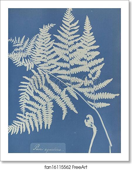 Free art print of Pteris aquilina by Anna Atkins