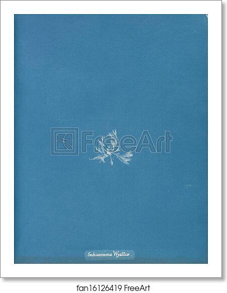 Free art print of Schizonema Wyattiae by Anna Atkins