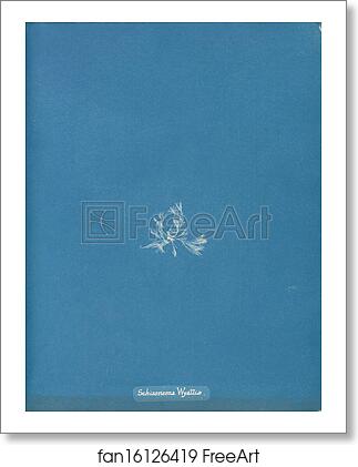 Free art print of Schizonema Wyattiae by Anna Atkins Free art print of Schizonema Wyattiae by Anna Atkins