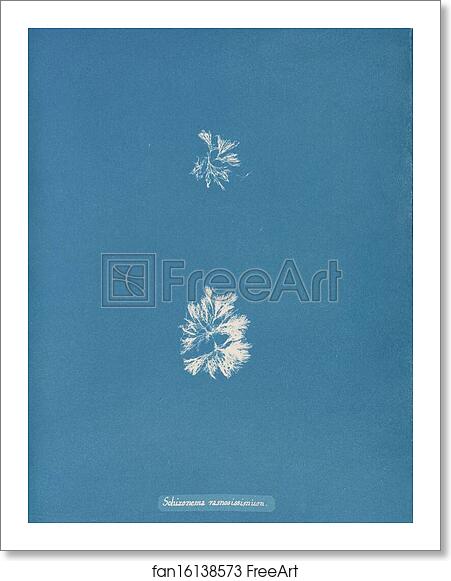 Free art print of Schizonema ramosissimum by Anna Atkins