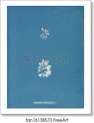 Free art print of Schizonema ramosissimum by Anna Atkins Free art print of Schizonema ramosissimum by Anna Atkins
