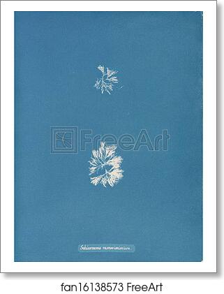 Free art print of Schizonema ramosissimum by Anna Atkins Free art print of Schizonema ramosissimum by Anna Atkins