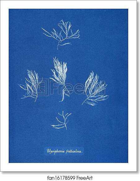 Free art print of Polysiphonia fruticulosa by Anna Atkins