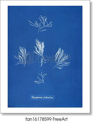 Free art print of Polysiphonia fruticulosa by Anna Atkins Free art print of Polysiphonia fruticulosa by Anna Atkins
