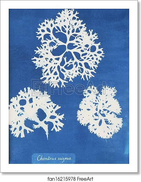 Free art print of Chondrus crispus by Anna Atkins