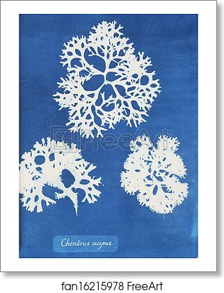 Free art print of Chondrus crispus by Anna Atkins Free art print of Chondrus crispus by Anna Atkins