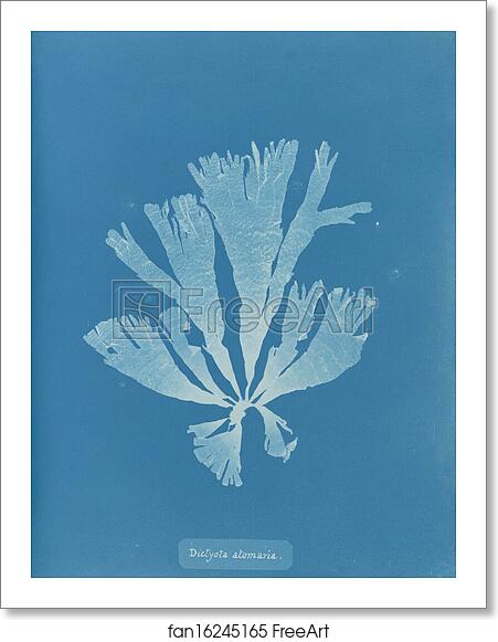 Free art print of Dictyota atomaria by Anna Atkins Free art print of Dictyota atomaria by Anna Atkins