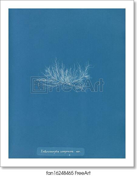 Free art print of Enteromorpha compressa var by Anna Atkins Free art print of Enteromorpha compressa var by Anna Atkins