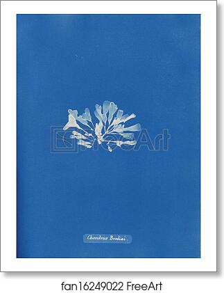 Free art print of Chondrus Brodiæi by Anna Atkins Free art print of Chondrus Brodiæi by Anna Atkins