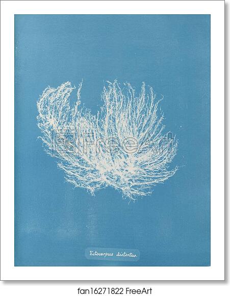 Free art print of Ectocarpus distantus by Anna Atkins Free art print of Ectocarpus distantus by Anna Atkins