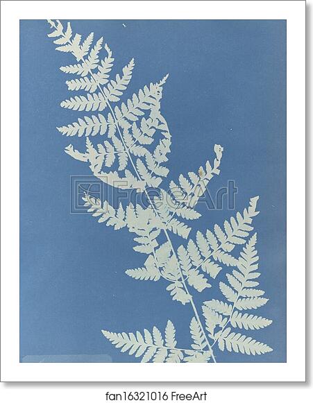 Free art print of Lastrea cristata by Anna Atkins
