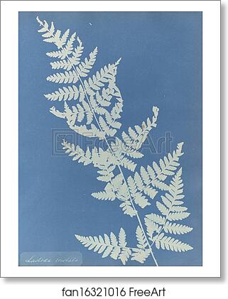 Free art print of Lastrea cristata by Anna Atkins Free art print of Lastrea cristata by Anna Atkins