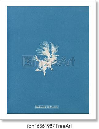 Free art print of Schizonema parasiticum by Anna Atkins Free art print of Schizonema parasiticum by Anna Atkins