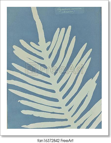 Free art print of Polypodium Aureum (Jamaica) by Anna Atkins