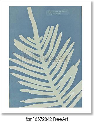 Free art print of Polypodium Aureum (Jamaica) by Anna Atkins Free art print of Polypodium Aureum (Jamaica) by Anna Atkins