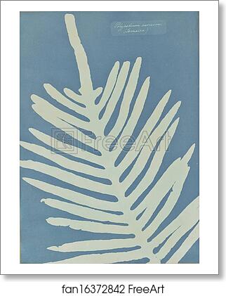 Free art print of Polypodium Aureum (Jamaica) by Anna Atkins Free art print of Polypodium Aureum (Jamaica) by Anna Atkins