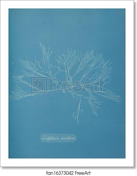 Free art print of Griffithsia corallina by Anna Atkins Free art print of Griffithsia corallina by Anna Atkins