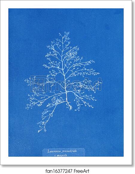 Free art print of Laurencia pinnatifida v. angusta by Anna Atkins Free art print of Laurencia pinnatifida v. angusta by Anna Atkins