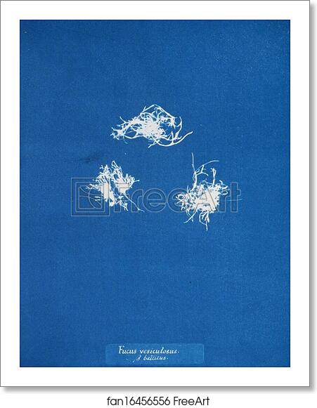 Free art print of Fucus vesiculosus v. balticus by Anna Atkins