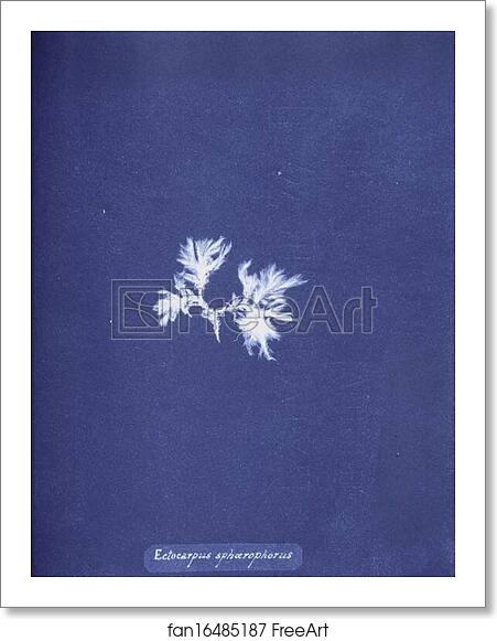 Free art print of Ectocarpus sphærophorus. by Anna Atkins Free art print of Ectocarpus sphærophorus. by Anna Atkins