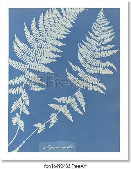 Free art print of Athyrium molle by Anna Atkins