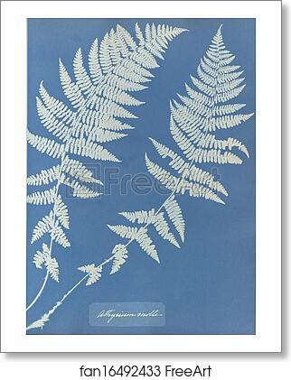 Free art print of Athyrium molle by Anna Atkins Free art print of Athyrium molle by Anna Atkins