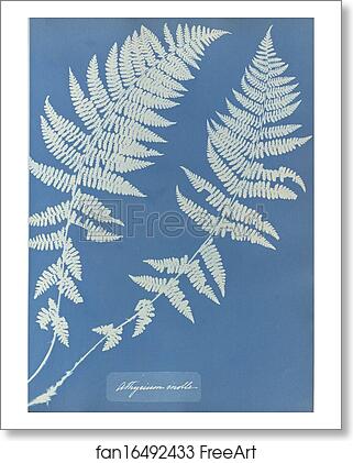 Free art print of Athyrium molle by Anna Atkins Free art print of Athyrium molle by Anna Atkins
