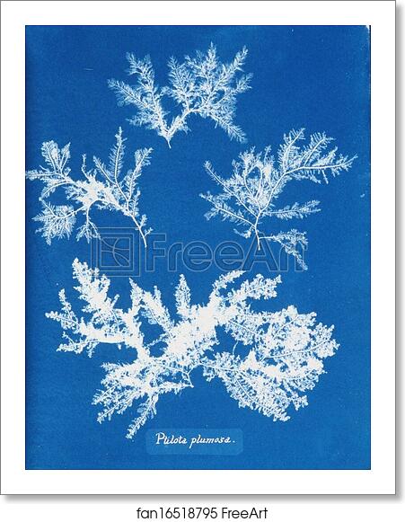 Free art print of Ptilota plumosa by Anna Atkins