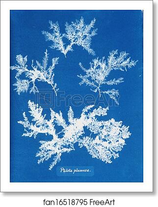 Free art print of Ptilota plumosa by Anna Atkins Free art print of Ptilota plumosa by Anna Atkins