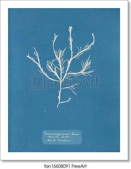 Free art print of Fucus æruginosus Turner. "Med. Sea Sisbon" New to Britain. by Anna Atkins Free art print of Fucus æruginosus Turner. "Med. Sea Sisbon" New to Britain. by Anna Atkins