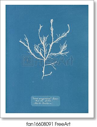 Free art print of Fucus æruginosus Turner. "Med. Sea Sisbon" New to Britain. by Anna Atkins Free art print of Fucus æruginosus Turner. "Med. Sea Sisbon" New to Britain. by Anna Atkins