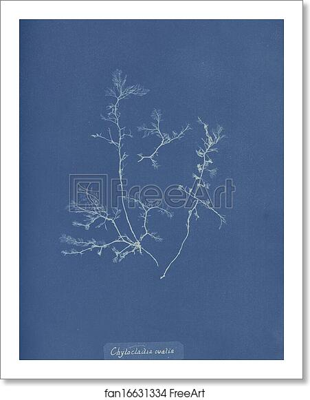 Free art print of Chylocladia ovalis by Anna Atkins Free art print of Chylocladia ovalis by Anna Atkins
