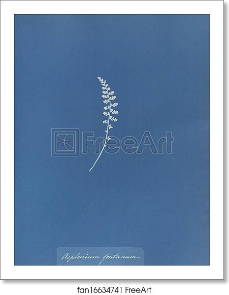 Free art print of Asplenium fontanum by Anna Atkins