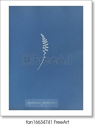 Free art print of Asplenium fontanum by Anna Atkins Free art print of Asplenium fontanum by Anna Atkins