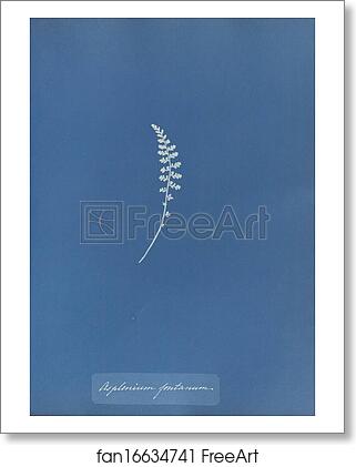 Free art print of Asplenium fontanum by Anna Atkins Free art print of Asplenium fontanum by Anna Atkins