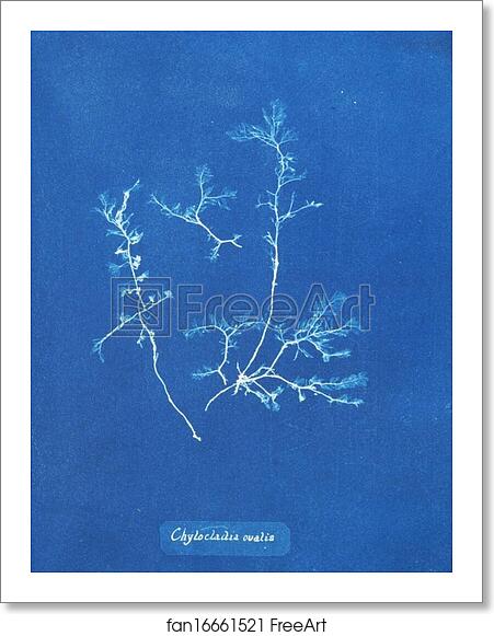 Free art print of Chylocladia ovalis by Anna Atkins Free art print of Chylocladia ovalis by Anna Atkins