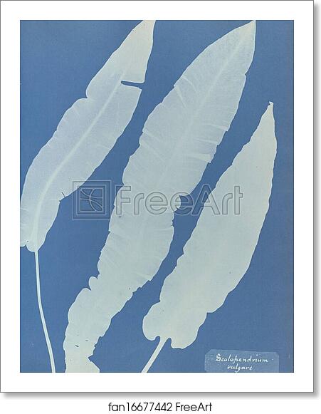 Free art print of Scolopendrium vulgare, British by Anna Atkins Free art print of Scolopendrium vulgare, British by Anna Atkins