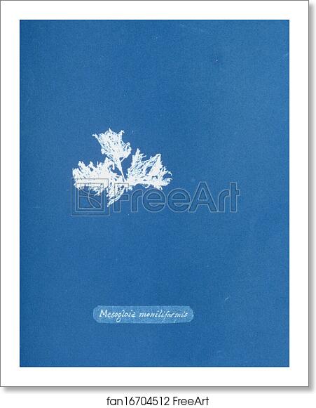 Free art print of Mesogloia moniliformis by Anna Atkins
