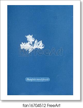 Free art print of Mesogloia moniliformis by Anna Atkins Free art print of Mesogloia moniliformis by Anna Atkins