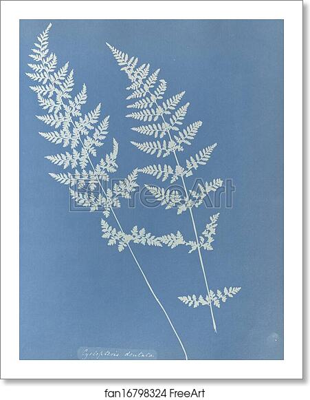 Free art print of Cystopteris dentata, British by Anna Atkins Free art print of Cystopteris dentata, British by Anna Atkins