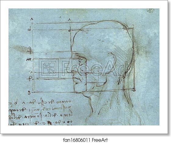 Free art print of Proportions of the Head (c. 1488 - 1489) by Leonardo Da Vinci Free art print of Proportions of the Head (c. 1488 - 1489) by Leonardo Da Vinci