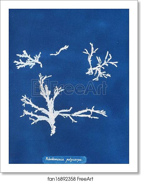 Free art print of Rhodomenia polycarpa by Anna Atkins